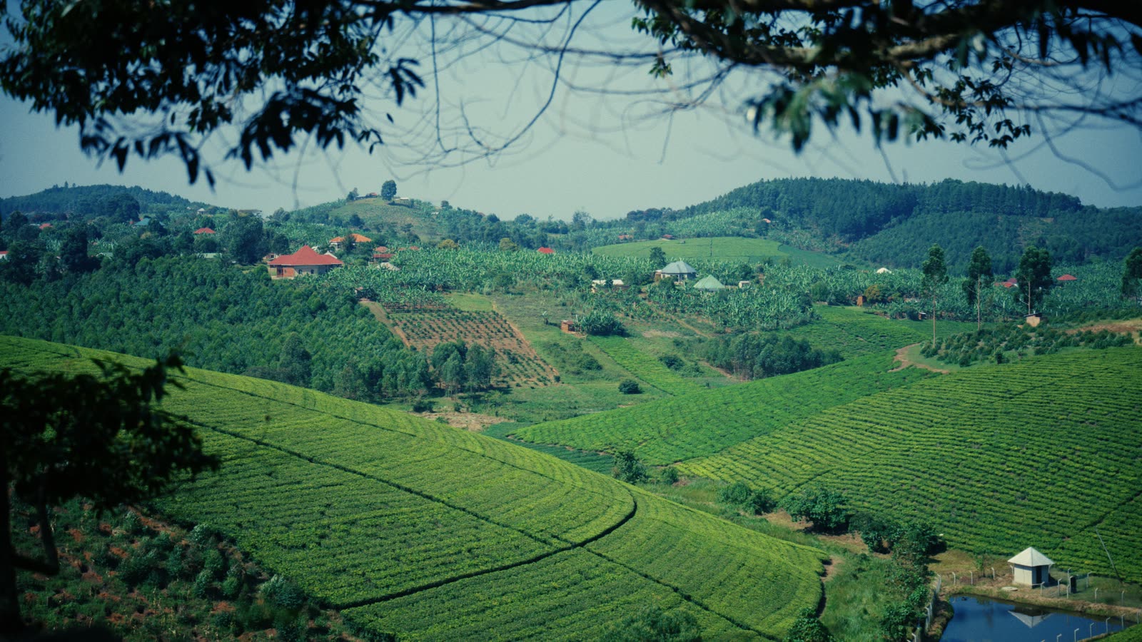Grüne Hügellandschaft in Uganda mit Feldern, Bäumen und verstreuten Häusern.